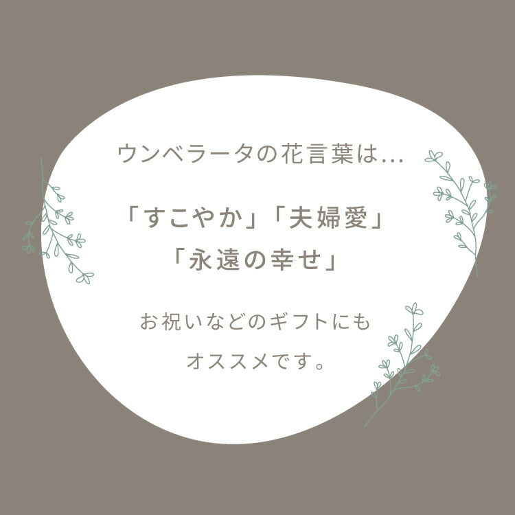 人工観葉植物 ウンベラータ フェイクグリーン 大型 155cm 160cm フィカス 植物 おしゃれ ナチュラル シンプル フェイク 造花 リアル 観葉植物 リビング インテリア 玄関 室内 ギフト お祝いプレゼント
